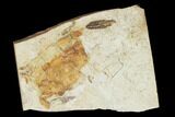Miocene Pea Crab (Pinnixa) Fossil - California #141616-1